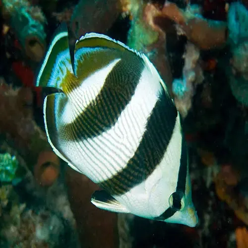 Banded Butterfly (Chaetodon striatus) - Stunning, Peaceful, Easy Care Marine Fish