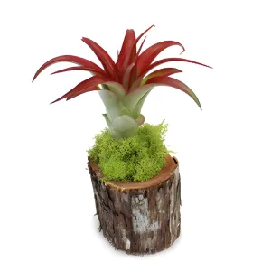 Eco-Friendly Air Plant Wood Centerpieces