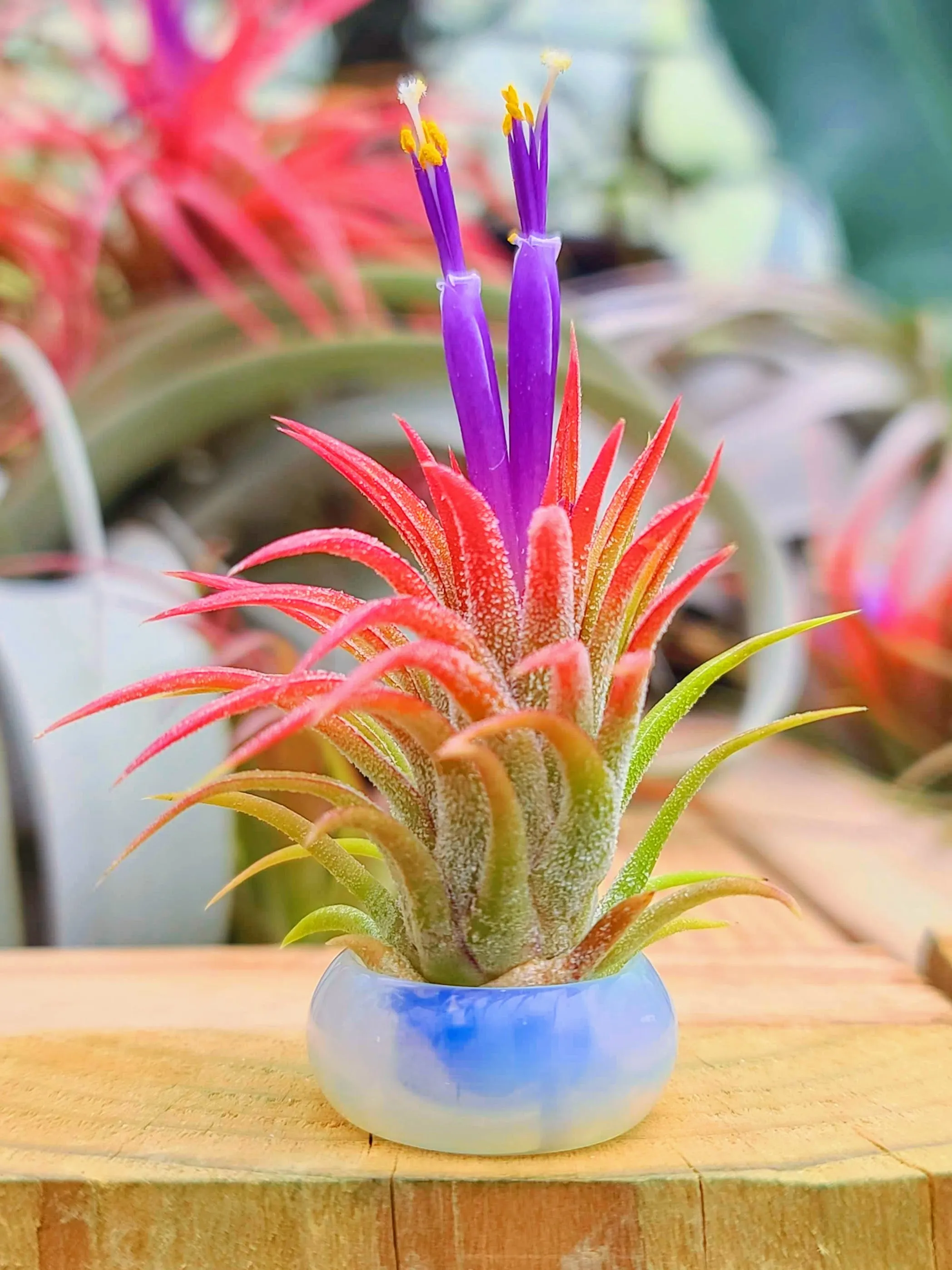 Opalite Ring Air Plant Holder w/ Air Plant