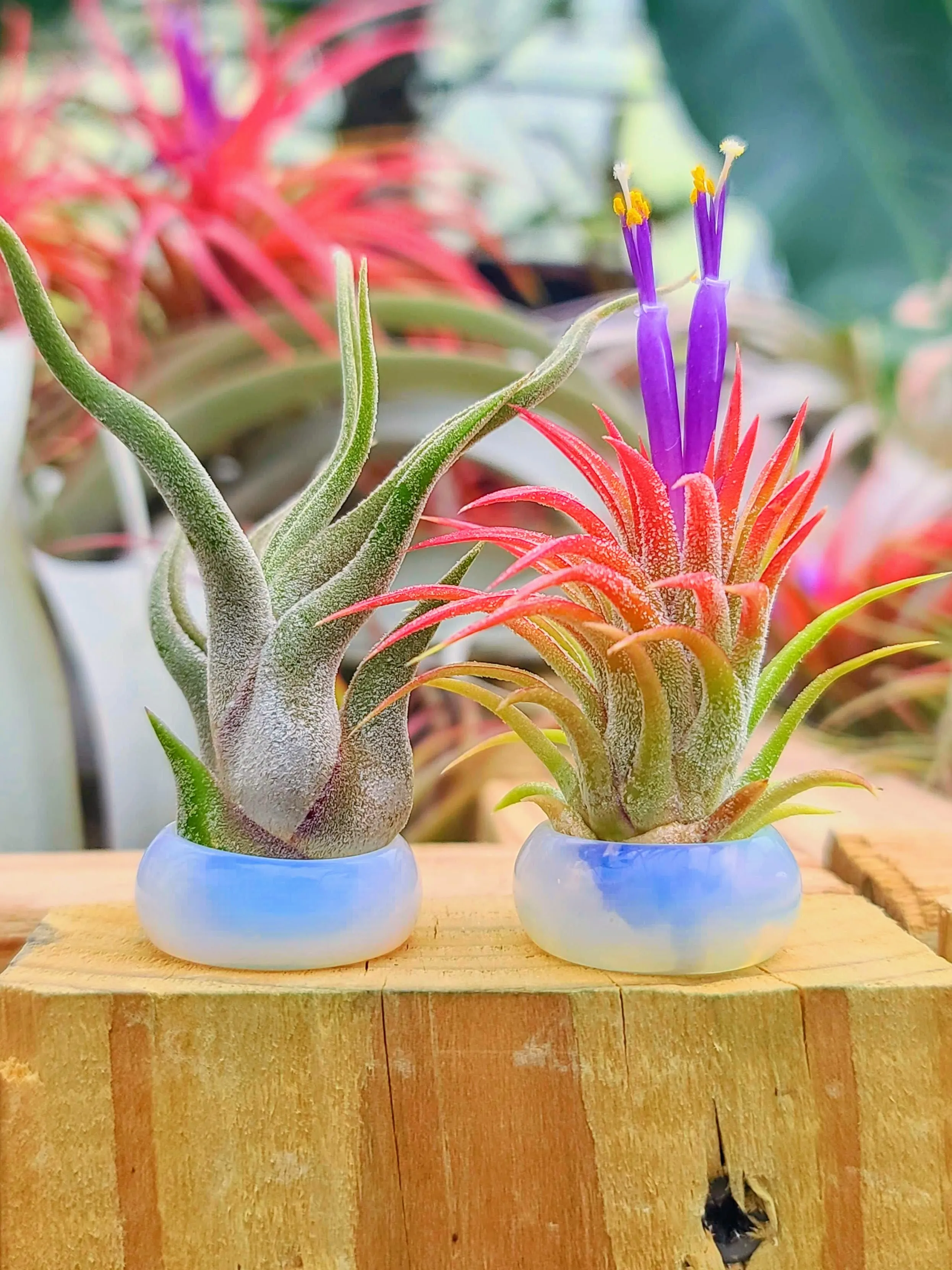 Opalite Ring Air Plant Holder w/ Air Plant