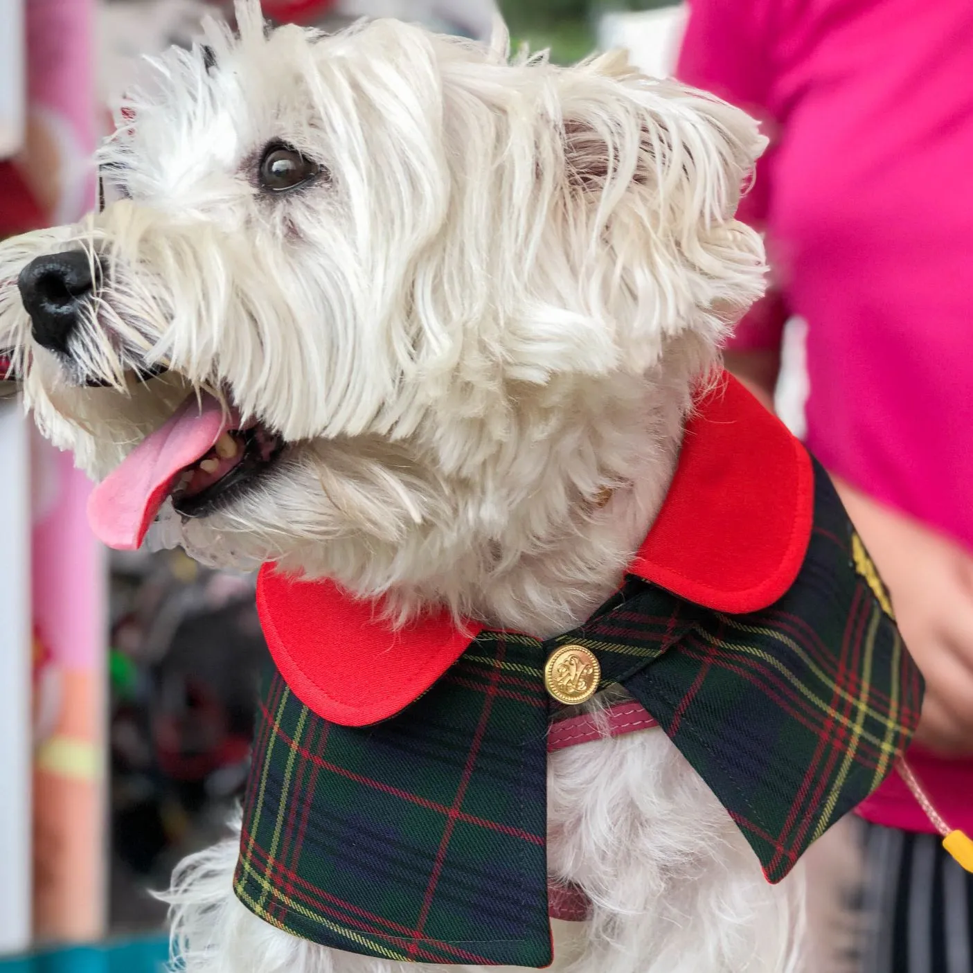 Red Collar with Sacramento Green Tartan Print