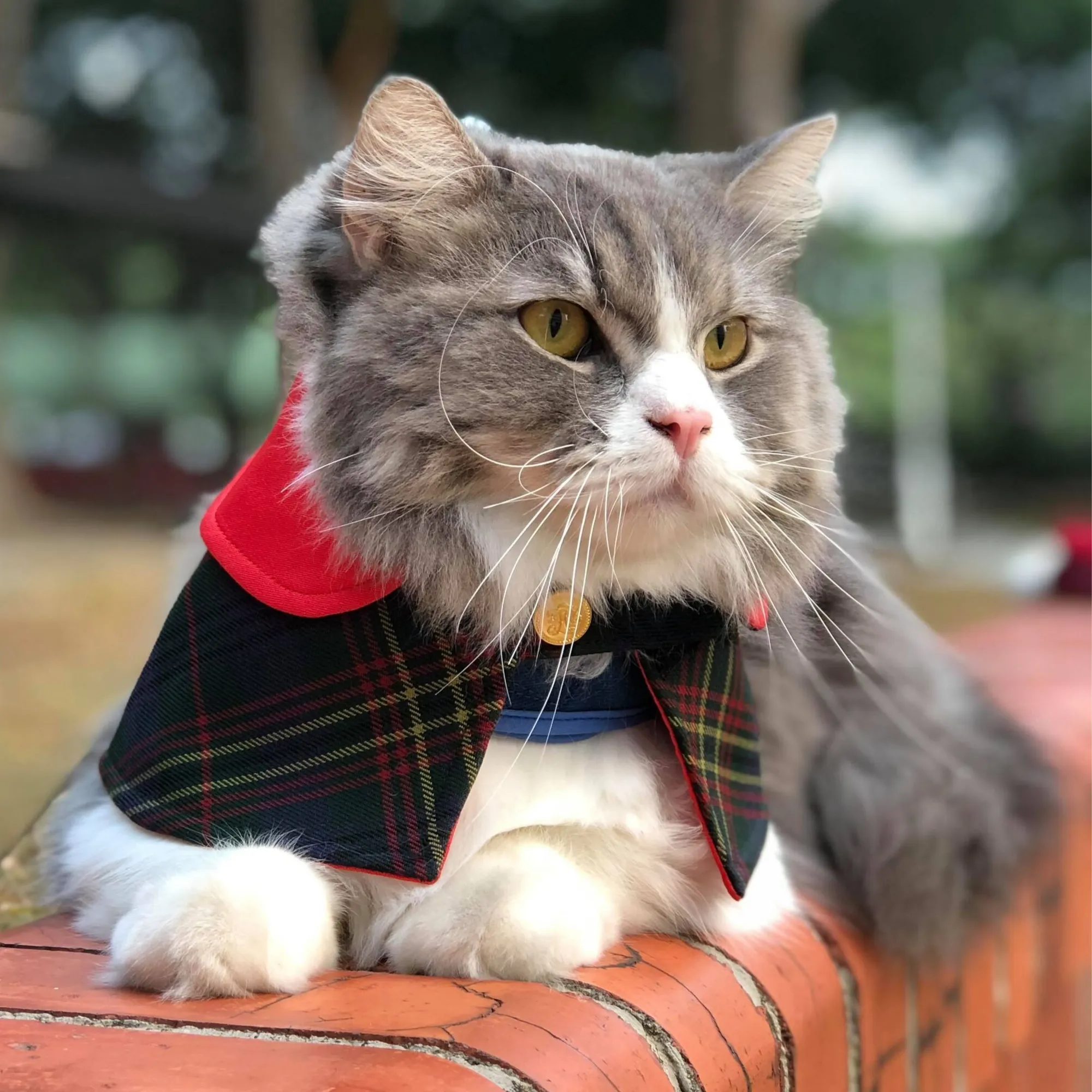 Red Collar with Sacramento Green Tartan Print