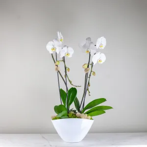 Stunning White Waterfall Orchids Deluxe